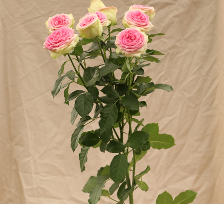 ROSE BR. GELATTO 80